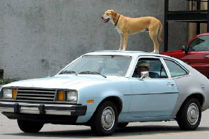 dogcar.jpg